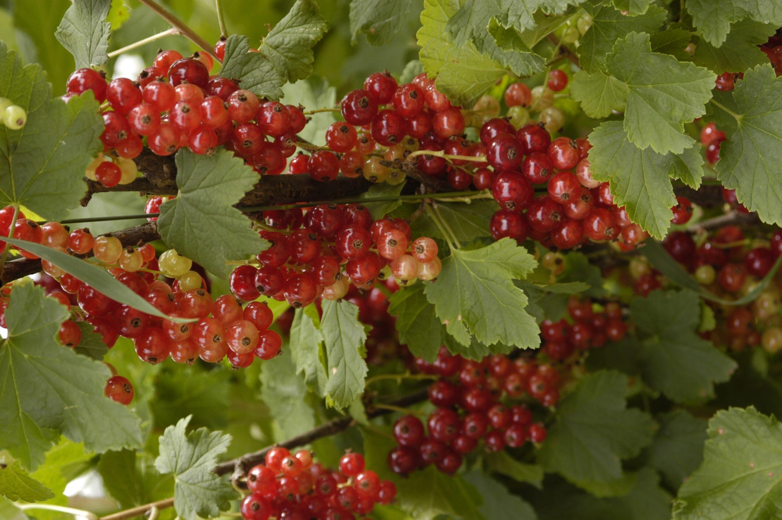 Od semínka k džemu: příběh BIO potravin Botanicus